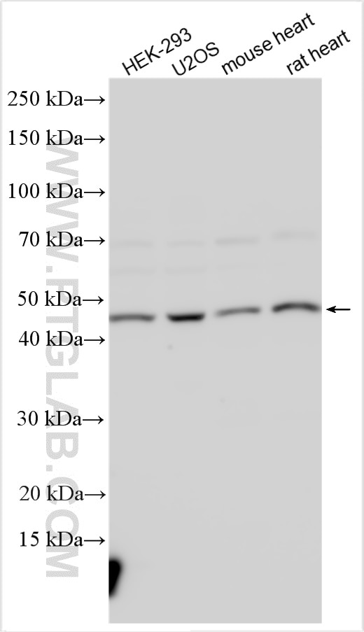 WB analysis using 21290-1-AP