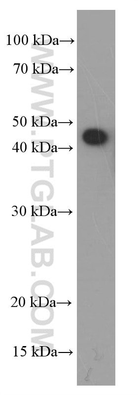Western Blot (WB) analysis of MCF-7 cells using SMYD3 Monoclonal antibody (66330-1-Ig)
