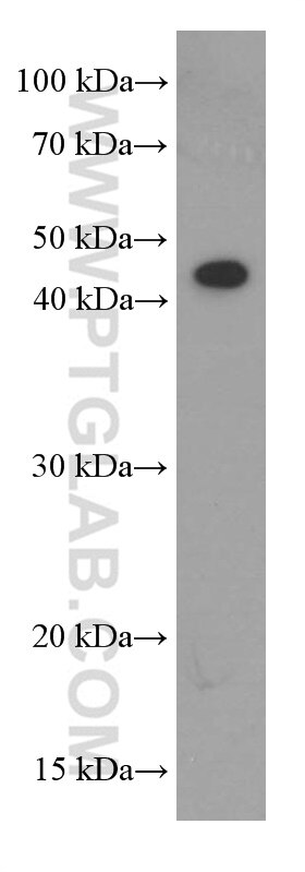 Western Blot (WB) analysis of HEK-293 cells using SMYD3 Monoclonal antibody (66330-1-Ig)