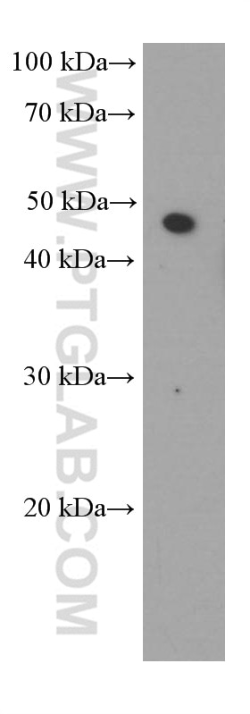 Western Blot (WB) analysis of COLO 320 cells using SMYD3 Monoclonal antibody (66330-1-Ig)