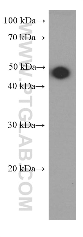 Western Blot (WB) analysis of A431 cells using SMYD3 Monoclonal antibody (66330-1-Ig)