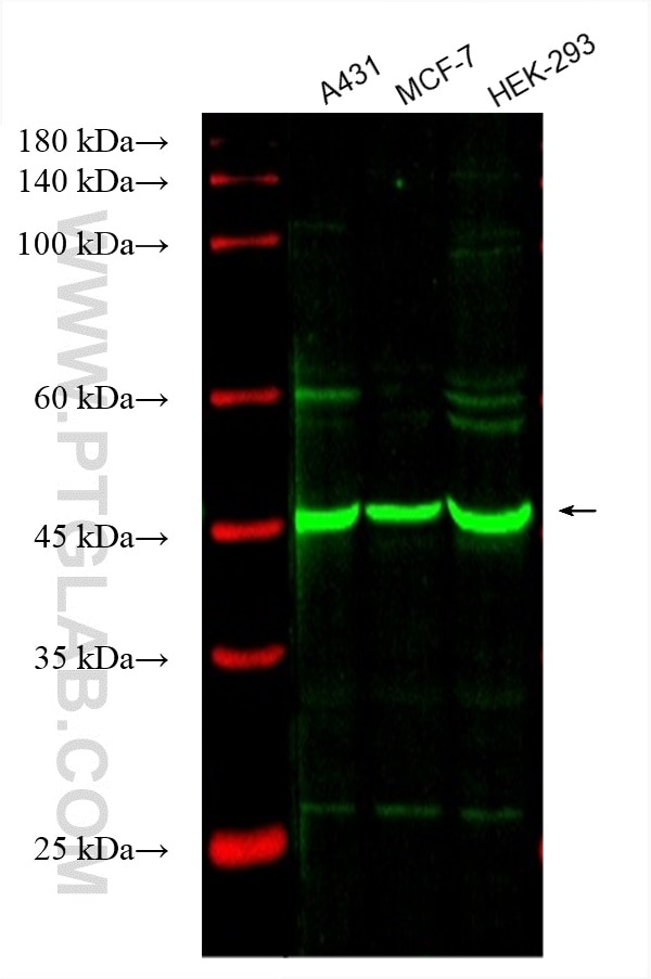 Western Blot (WB) analysis of various lysates using CoraLite® Plus 488-conjugated SMYD3 Monoclonal ant (CL488-66330)