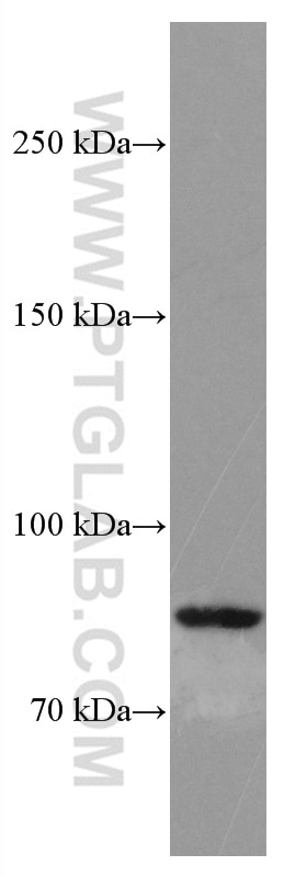 Western Blot (WB) analysis of MCF-7 cells using SMYD4 Monoclonal antibody (66874-1-Ig)