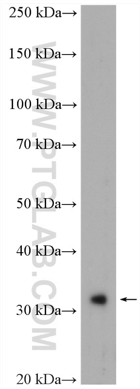 Western Blot (WB) analysis of PC-3 cells using SNAI1 Polyclonal antibody (13099-1-AP)