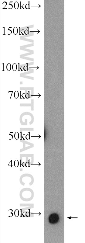 Western Blot (WB) analysis of COLO 320 cells using SNAI1 Polyclonal antibody (13099-1-AP)