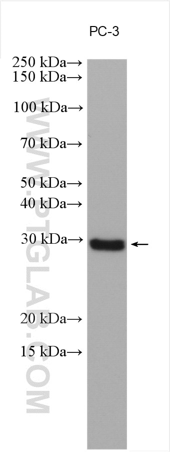Western Blot (WB) analysis of various lysates using SNAI1 Polyclonal antibody (13099-1-AP)