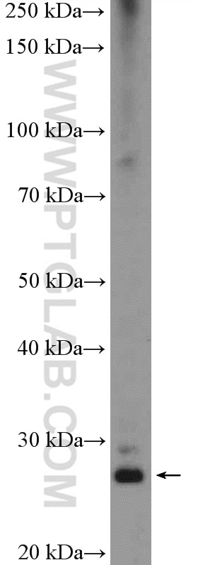 Western Blot (WB) analysis of HeLa cells using SNAI1 Polyclonal antibody (26183-1-AP)