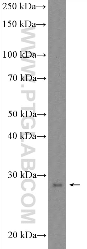 Western Blot (WB) analysis of PC-3 cells using SNAI1 Polyclonal antibody (26183-1-AP)