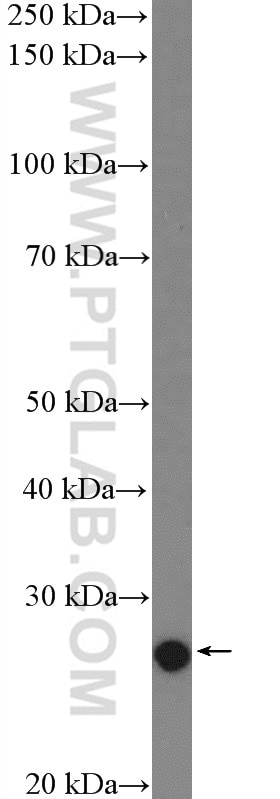 Western Blot (WB) analysis of NIH/3T3 cells using SNAI1 Polyclonal antibody (26183-1-AP)