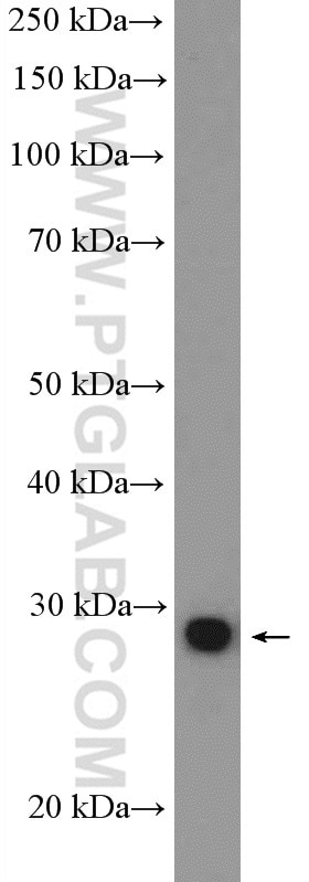 Western Blot (WB) analysis of PC-3 cells using SNAI1 Polyclonal antibody (26183-1-AP)