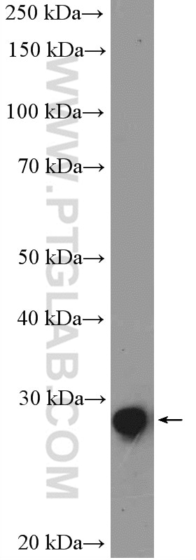 Western Blot (WB) analysis of NIH/3T3 cells using SNAI1 Polyclonal antibody (26183-1-AP)