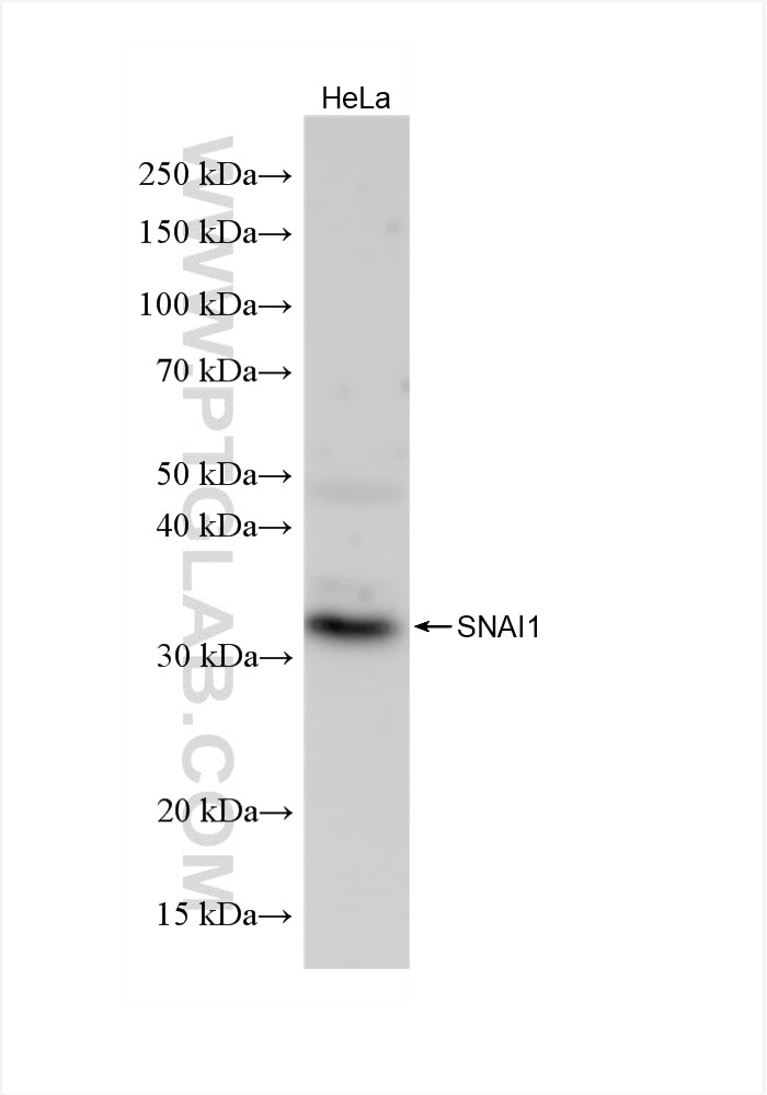Western Blot (WB) analysis of HeLa cells using SNAI1 Recombinant antibody (82214-2-RR)