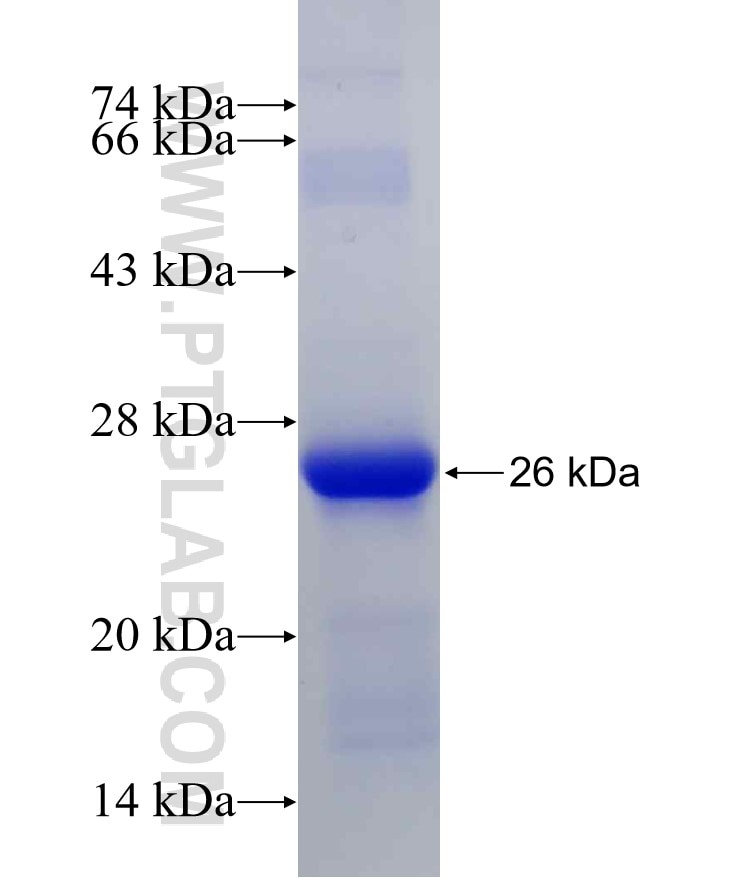 SNAI1 fusion protein Ag24248 SDS-PAGE