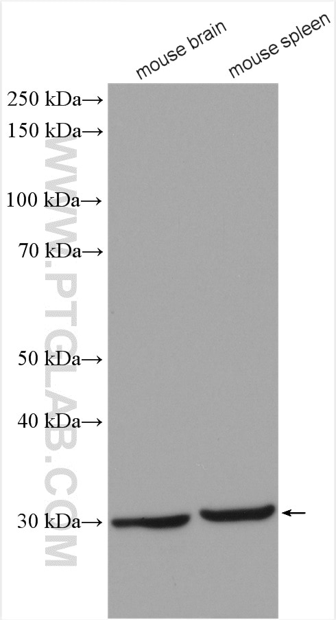 Western Blot (WB) analysis of various lysates using SNAI2/SLUG Polyclonal antibody (12129-1-AP)