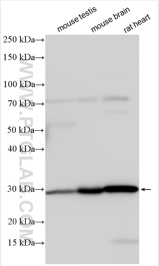 Western Blot (WB) analysis of various lysates using SNAI2/SLUG Polyclonal antibody (12129-1-AP)