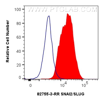 1x10^6 MCF-7 cells were intracellularly stained with 0.25 ug SNAI2/SLUG Recombinant monoclonal antibody (82755-3-RR, Clone:250290A2) and CoraLite®488-Conjugated Goat Anti-Rabbit IgG(H+L) (SA00013-2)(red), or 0.25 ug Rabbit IgG Isotype Control RecAb (98136-1-RR, Clone: 240953C9) (blue). Cells were fixed and permeabilized with Transcription Factor Staining Buffer Kit (PF00011). Flow cytometry (FC) experiment of MCF-7 cells using SNAI2/SLUG Recombinant monoclonal antibody (82755-3-RR)