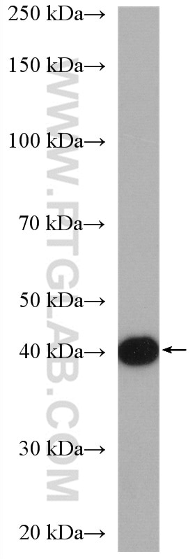 Western Blot (WB) analysis of MCF-7 cells using SNAI3 Polyclonal antibody (21350-1-AP)