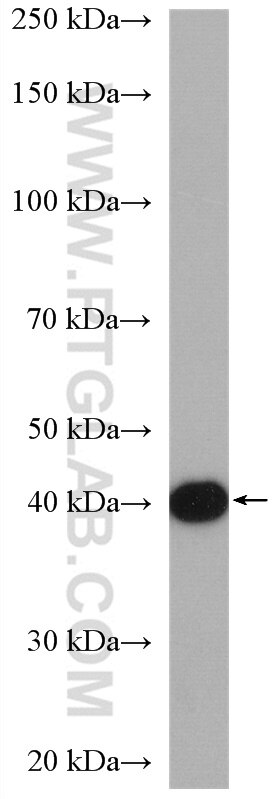 Western Blot (WB) analysis of MCF-7 cells using SNAI3 Polyclonal antibody (21350-1-AP)