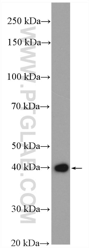 Western Blot (WB) analysis of T-47D cells using SNAI3 Polyclonal antibody (21350-1-AP)