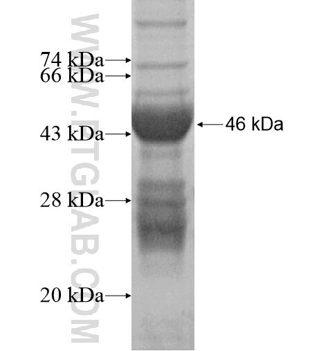 SNAI3 fusion protein Ag15722 SDS-PAGE