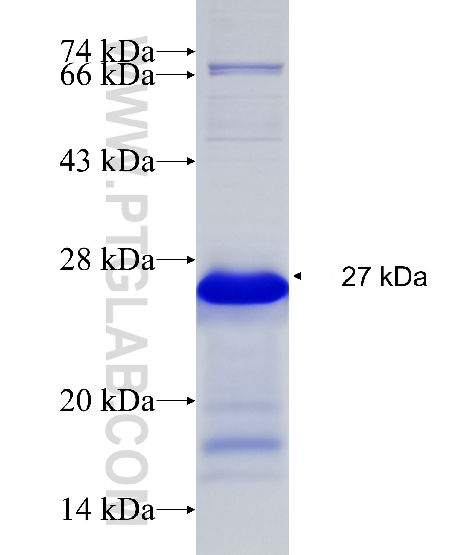 SNAI3 fusion protein Ag17196 SDS-PAGE