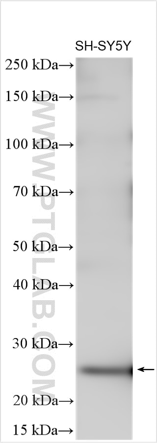 Western Blot (WB) analysis of SH-SY5Y cells using SNAP25 Polyclonal antibody (14903-1-AP)