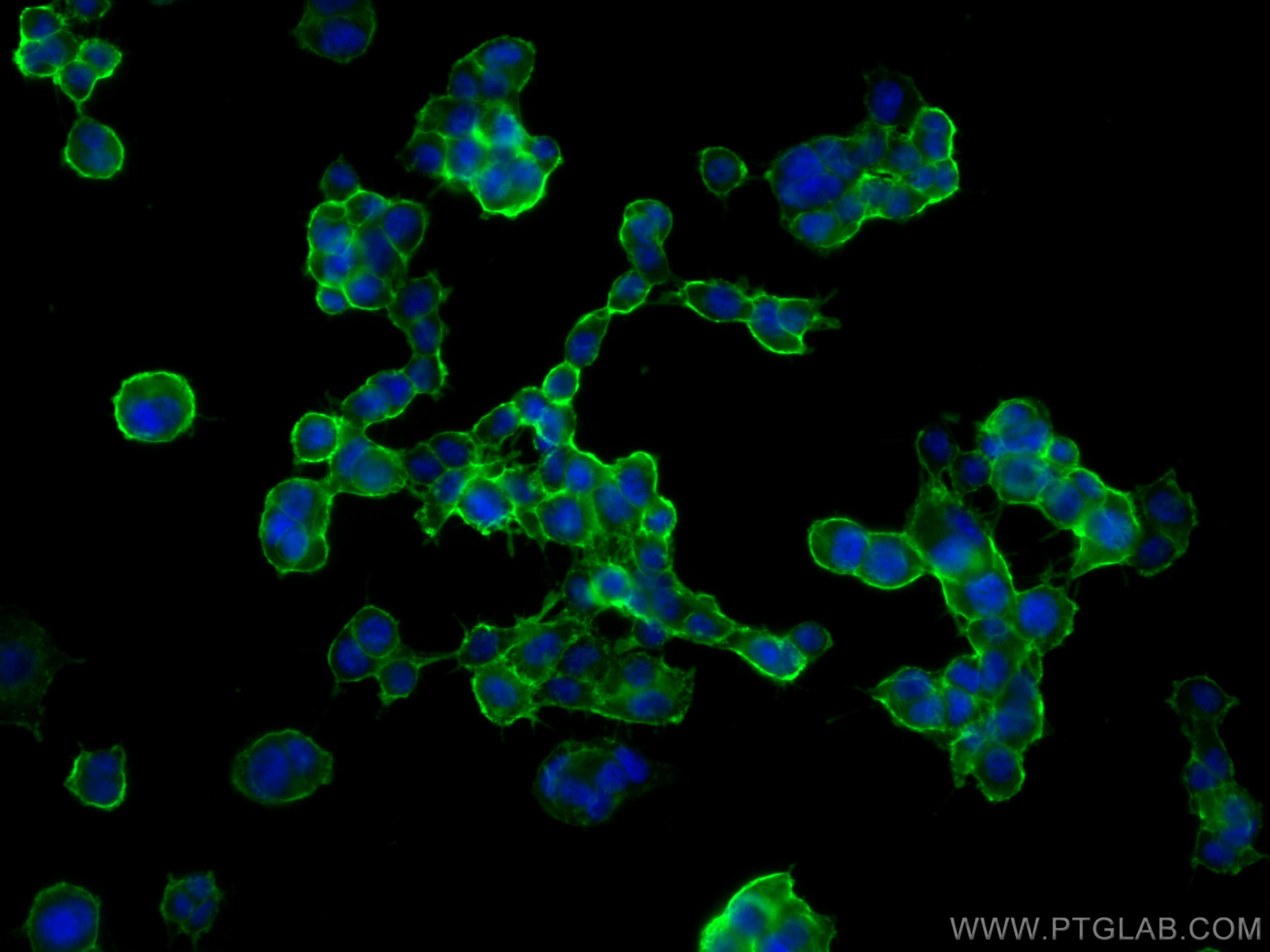 Immunofluorescence (IF) / fluorescent staining of PC-12 cells using SNAP25 Monoclonal antibody (60159-1-Ig)