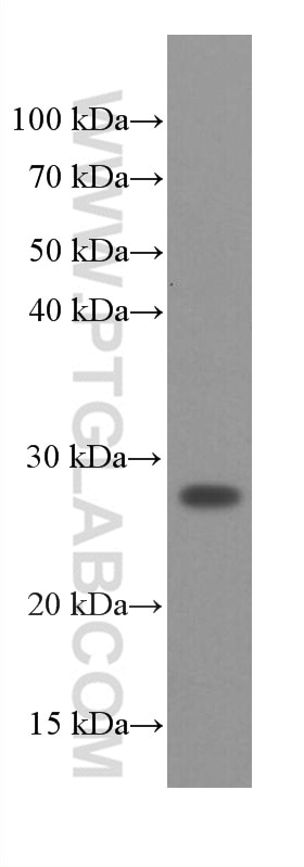Western Blot (WB) analysis of PC-12 cells using SNAP25 Monoclonal antibody (60159-1-Ig)