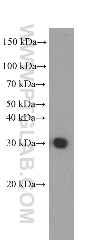 Western Blot (WB) analysis of HEK-293 cells using SNAP25 Monoclonal antibody (60159-1-Ig)
