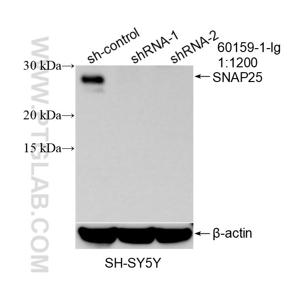 WB analysis of SH-SY5Y using 60159-1-Ig Western Blot (WB) analysis of SH-SY5Y cells using SNAP25 Monoclonal antibody (60159-1-Ig)