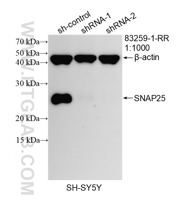 WB analysis of SH-SY5Y using 83259-1-RR Western Blot (WB) analysis of SH-SY5Y cells using SNAP25 Recombinant monoclonal antibody (83259-1-RR)