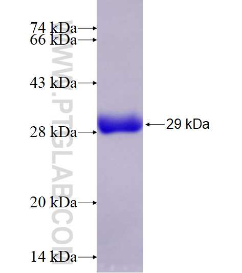 SNAP fusion protein Ag17730 SDS-PAGE