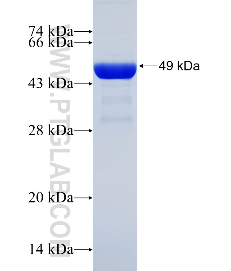 SNAP fusion protein Ag6695 SDS-PAGE