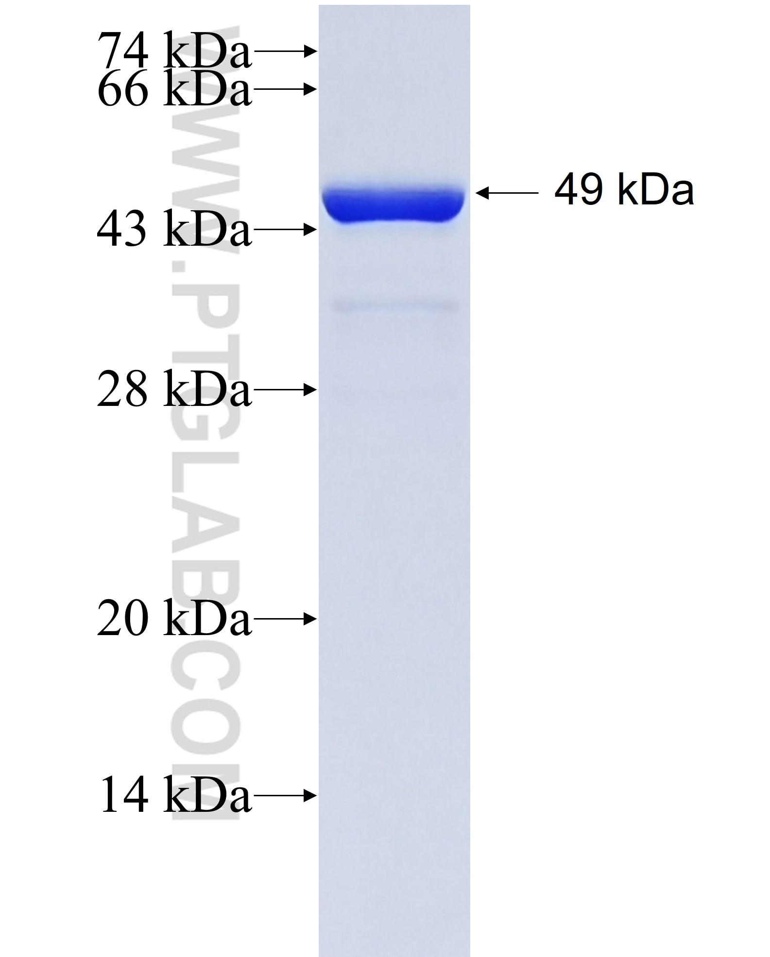 SNAP fusion protein Ag6695 SDS-PAGE