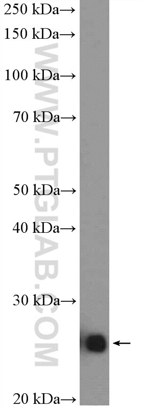 Western Blot (WB) analysis of HepG2 cells using SNAP23 Polyclonal antibody (10825-1-AP)