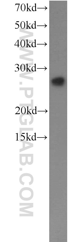 SNAP23 Polyclonal antibody