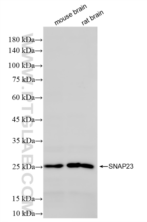 WB analysis using 87283-1-RR (same clone as 87283-1-PBS) Western Blot (WB) analysis of various lysates using SNAP23 Recombinant monoclonal antibody (87283-1-RR)