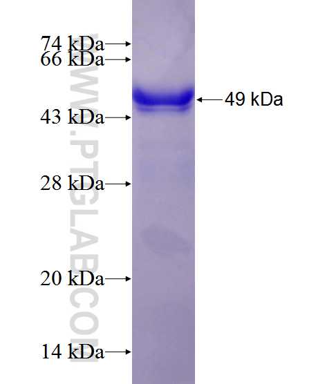 SNAP23 fusion protein Ag1269 SDS-PAGE