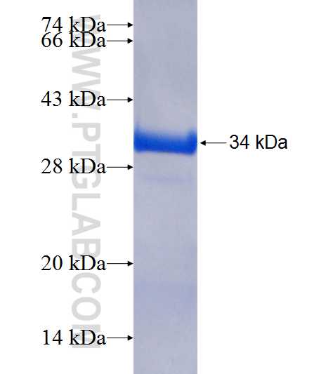 SNAP23 fusion protein Ag21085 SDS-PAGE