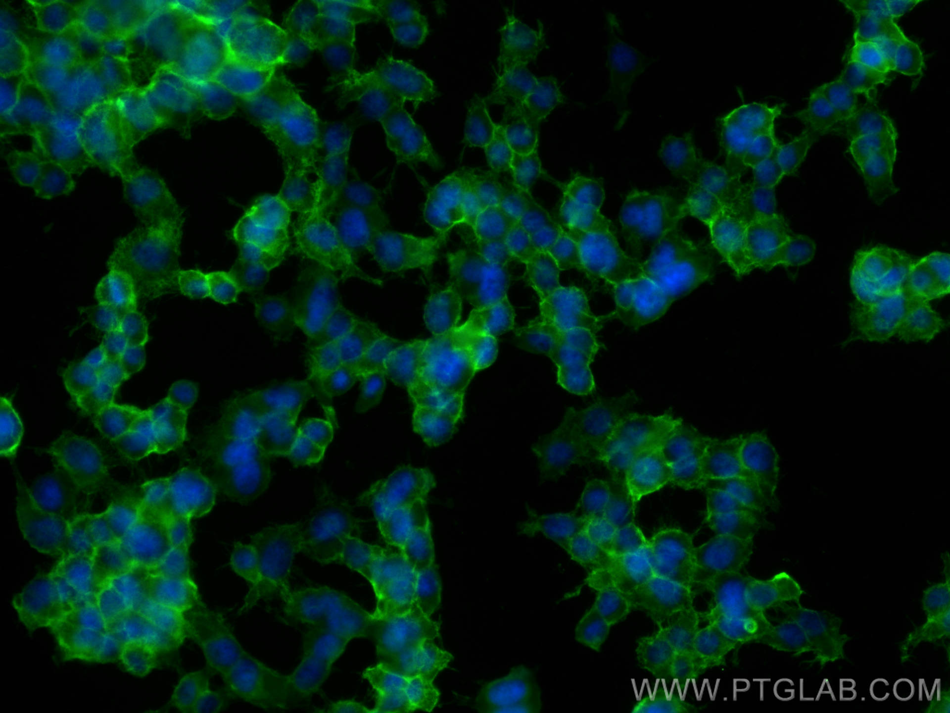Immunofluorescence (IF) / fluorescent staining of PC-12 cells using CoraLite® Plus 488-conjugated SNAP25 Monoclonal an (CL488-60159)