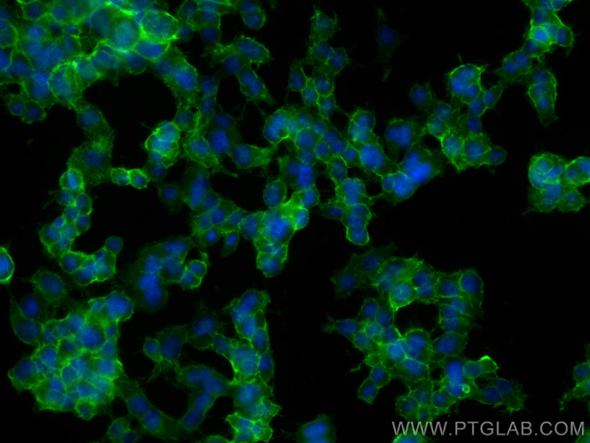 Immunofluorescence (IF) / fluorescent staining of PC-12 cells using CoraLite® Plus 488-conjugated SNAP25 Monoclonal an (CL488-60159)