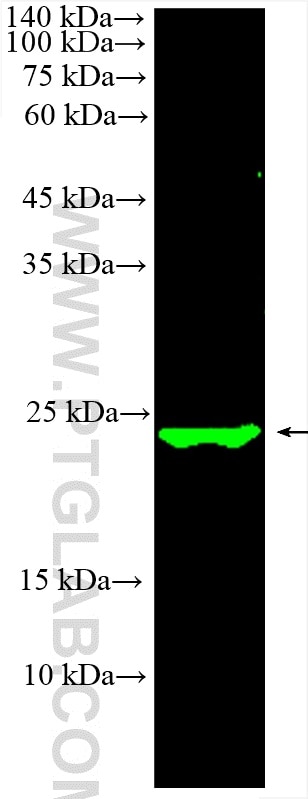 WB analysis of mouse brain using CL488-60159