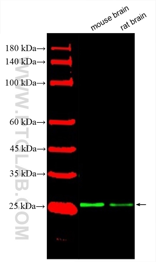 Western Blot (WB) analysis of various lysates using CoraLite® Plus 488-conjugated SNAP25 Monoclonal an (CL488-60159)
