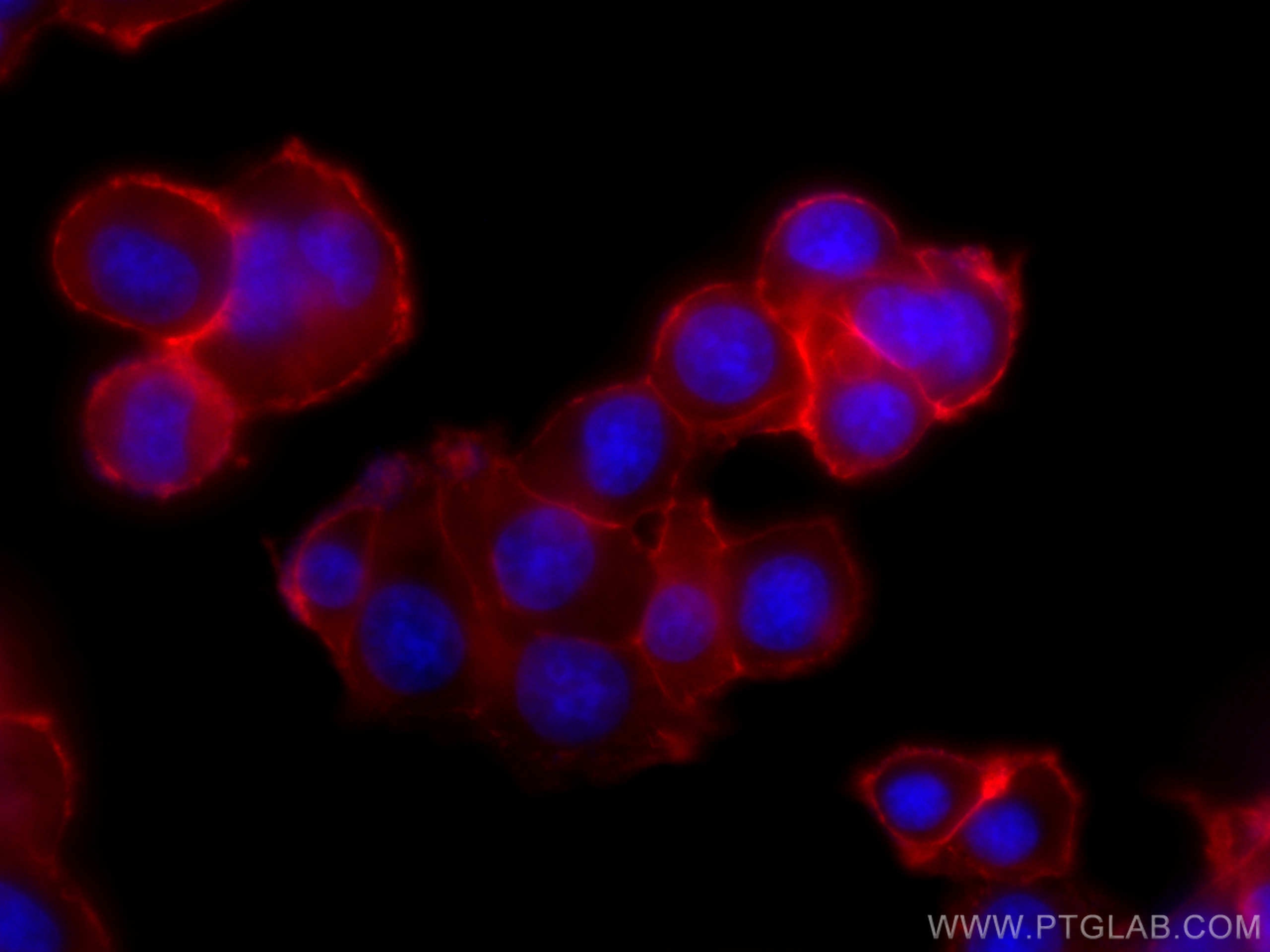 Immunofluorescence (IF) / fluorescent staining of PC-12 cells using CoraLite®594-conjugated SNAP25 Monoclonal antibody (CL594-60159)