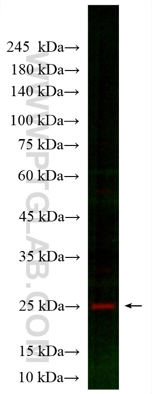 WB analysis of mouse brain using CL594-60159