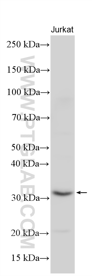 Jurkat cells were subjected to SDS PAGE followed by western blot with 12704-1-AP (SNAP29 antibody) at dilution of 1:4000 incubated at room temperature for 1.5 hours. Western Blot (WB) analysis of various lysates using SNAP29 Polyclonal antibody (12704-1-AP)