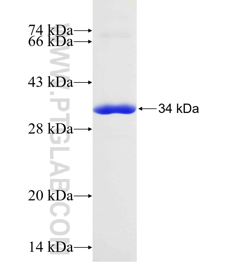 SNAP29 fusion protein Ag24548 SDS-PAGE