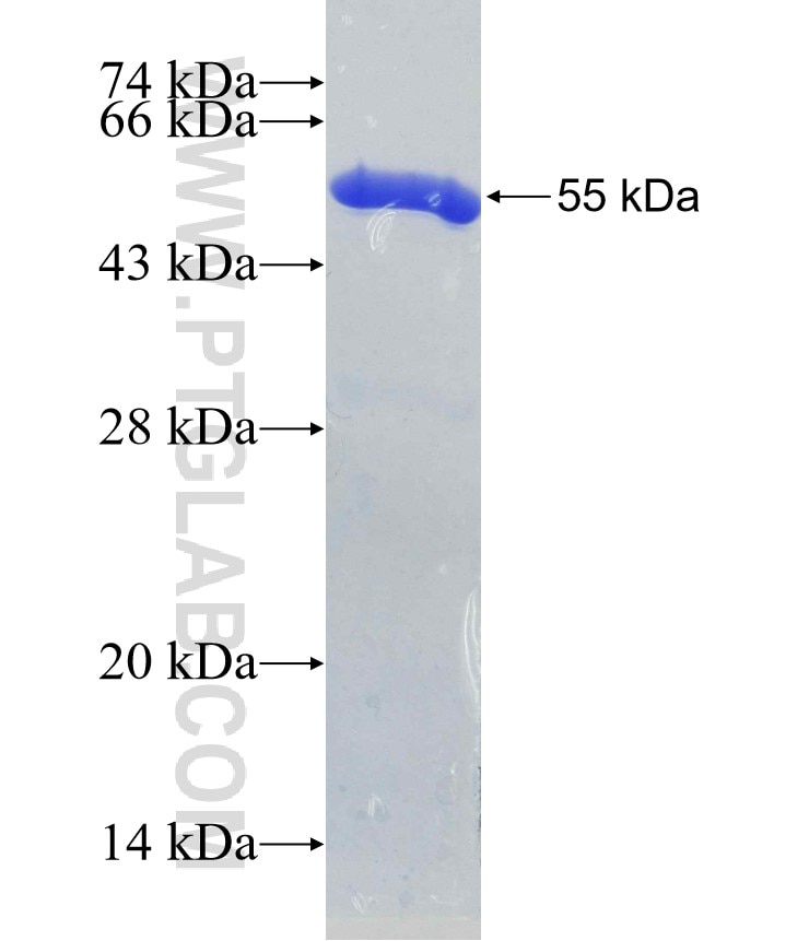 SNAP29 fusion protein Ag3382 SDS-PAGE