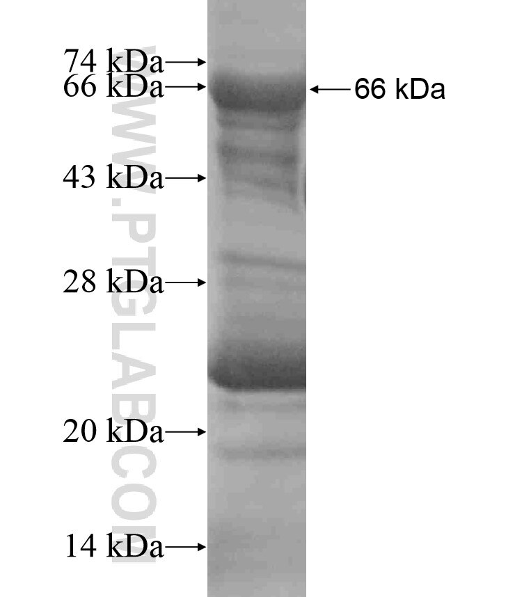 SNAP47 fusion protein Ag18274 SDS-PAGE
