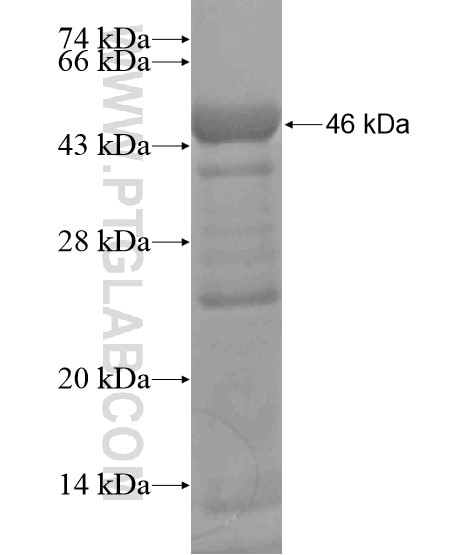 SNAP47 fusion protein Ag19817 SDS-PAGE